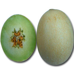 Manufacturers Exporters and Wholesale Suppliers of MuskMelon Jahanvi Surat Gujarat